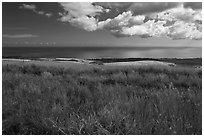 Grasses and ocean. Kauai island, Hawaii, USA (black and white)