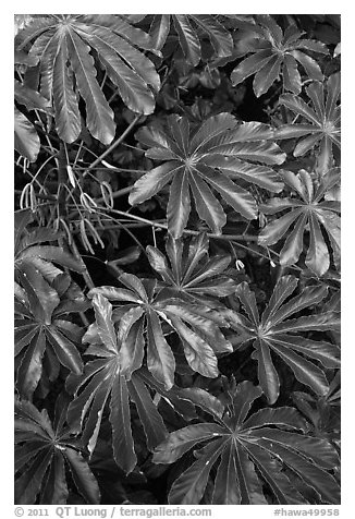 Trumpet tree (Cecropia obtusifolia) leaves. North shore, Kauai island, Hawaii, USA