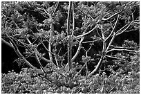 Branches of Hawaiian tree. Kauai island, Hawaii, USA (black and white)
