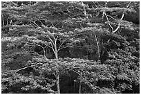 White Siris branches and leaves. Kauai island, Hawaii, USA (black and white)