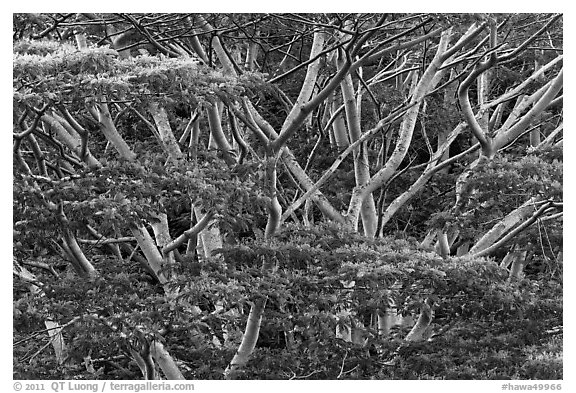 Branches of White Siris (Albizia falcataria). Kauai island, Hawaii, USA