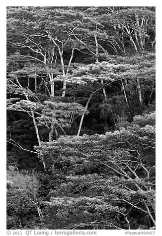 Grove of White Siris trees. Kauai island, Hawaii, USA