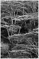 Grove of White Siris trees. Kauai island, Hawaii, USA ( black and white)