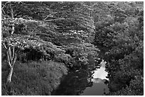 Stream and lush forest from above. Kauai island, Hawaii, USA ( black and white)