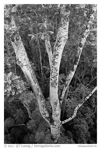 White Siris tree (Albizia falcataria). Kauai island, Hawaii, USA (black and white)