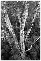 White Siris tree (Albizia falcataria). Kauai island, Hawaii, USA (black and white)