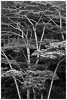 White Siris trees growing on hill. Kauai island, Hawaii, USA (black and white)