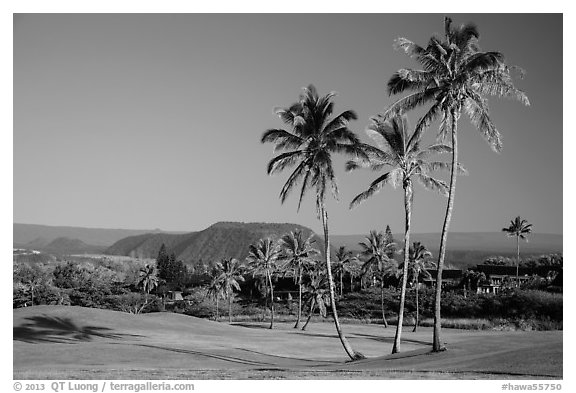 Golf course with palm trees, Punaluu. Big Island, Hawaii, USA