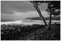 Coastline with rocks, Koa tree, and surf, Pohoiki. Big Island, Hawaii, USA (black and white)