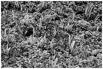 Ferns and moss. Big Island, Hawaii, USA (black and white)