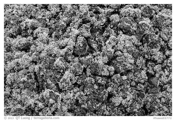 Moss-covered lava rocks. Big Island, Hawaii, USA (black and white)