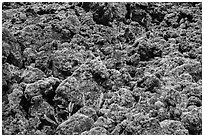 Ferns and lava rocks covered with moss. Big Island, Hawaii, USA (black and white)