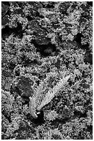 Fern, moss, and hardened lava. Big Island, Hawaii, USA ( black and white)