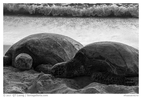 Sea Turtles and surf, Laniakea Beach. Oahu island, Hawaii, USA (black and white)