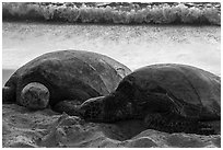 Sea Turtles and surf, Laniakea Beach. Oahu island, Hawaii, USA ( black and white)