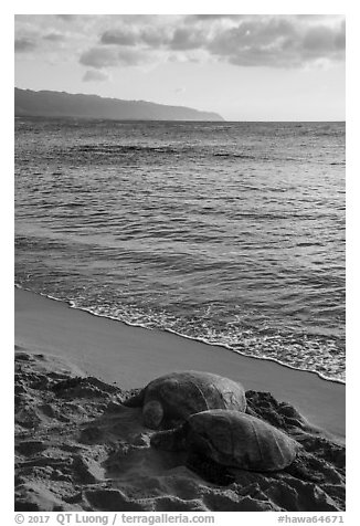 Two sea turtles, Laniakea (Turtle) Beach. Oahu island, Hawaii, USA (black and white)