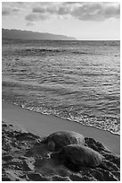 Two sea turtles, Laniakea (Turtle) Beach. Oahu island, Hawaii, USA ( black and white)