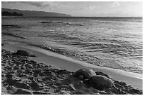 Sea turtles on Laniakea Beach, North Shore. Oahu island, Hawaii, USA ( black and white)