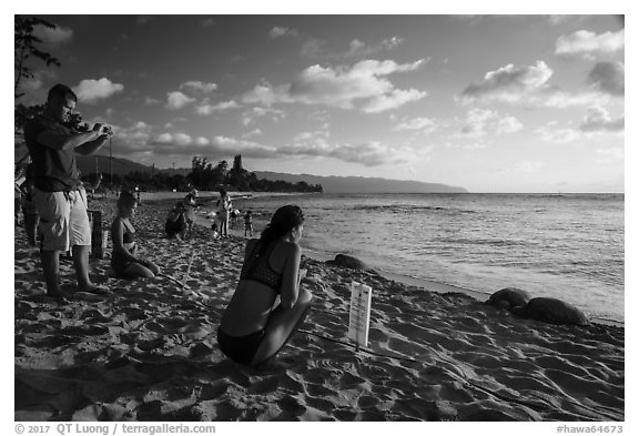 Visitors view sea turtles on Laniakea Beach. Oahu island, Hawaii, USA (black and white)