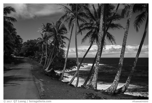 Oceanside road with palm trees, Puna. Big Island, Hawaii, USA (black and white)