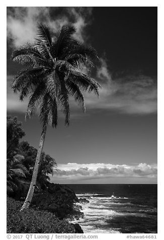 Palm tree on coastline, Puna. Big Island, Hawaii, USA (black and white)