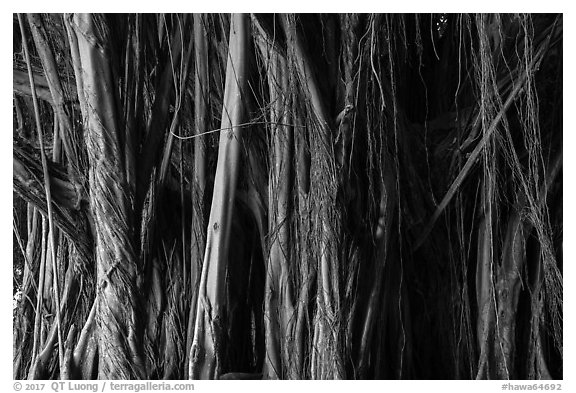 Banyan tree detail, Hilo. Big Island, Hawaii, USA (black and white)