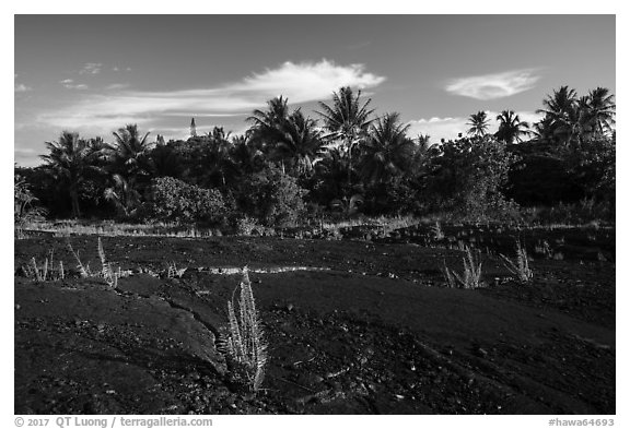 Young ferns sprouting out of lava field, Kalapana. Big Island, Hawaii, USA (black and white)