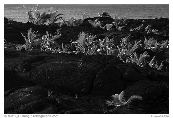 Palm tree sapplings, Kaimu Beach. Big Island, Hawaii, USA (black and white)