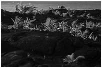 Palm tree sapplings, Kaimu Beach. Big Island, Hawaii, USA ( black and white)