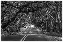 Tree Tunnel, Puna. Big Island, Hawaii, USA ( black and white)