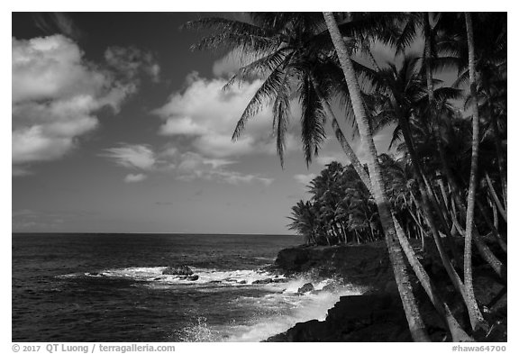 Palm trees and volcanic coastline, Puna. Big Island, Hawaii, USA (black and white)