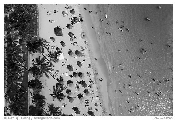 Aerial view of palm trees and beachgoers looking down, Kuhio Beach, Waikiki. Waikiki, Honolulu, Oahu island, Hawaii, USA (black and white)