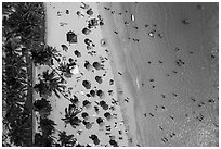 Aerial view of palm trees and beachgoers looking down, Kuhio Beach, Waikiki. Waikiki, Honolulu, Oahu island, Hawaii, USA ( black and white)