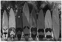 Brightly colored surfboards, Paia. Maui, Hawaii, USA ( black and white)