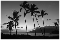 Palm trees at sunset, Kihei. Maui, Hawaii, USA ( black and white)