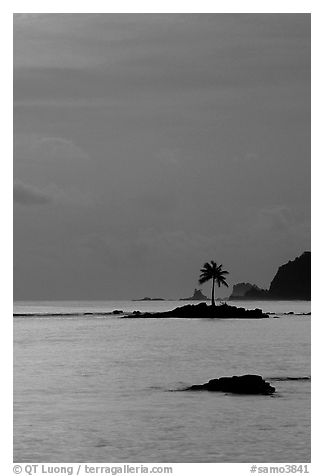 Coconut tree on islet in Leone Bay, dusk. Tutuila, American Samoa