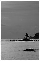 Coconut tree on islet in Leone Bay, dusk. Tutuila, American Samoa ( black and white)
