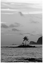 Coconut tree on islet, Leone Bay, sunset. Tutuila, American Samoa ( black and white)