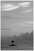 Lone coconut tree on a islet in Leone Bay, sunset. Tutuila, American Samoa ( black and white)