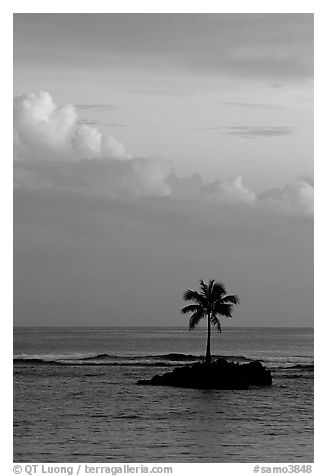 Lone palm tree on a islet in Leone Bay, sunset. Tutuila, American Samoa (black and white)