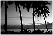 Palm trees at sunset, Leone Bay. Tutuila, American Samoa ( black and white)