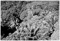 Tropical vegetation. Aunuu Island, American Samoa (black and white)