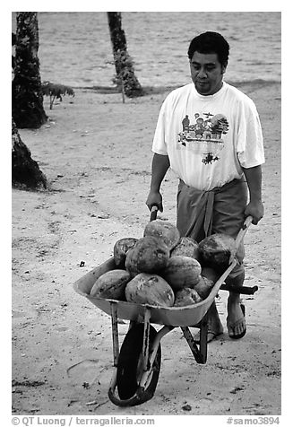 Villager carying coconuts in a wheelbarel. Tutuila, American Samoa