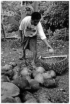 Villager throwing a pealed coconut into a basket made out of a single palm leaf. Tutuila, American Samoa ( black and white)