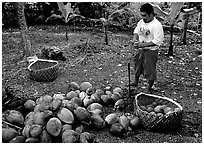 Villager collecting coconuts into a basket made out of a single palm leaf. Tutuila, American Samoa ( black and white)