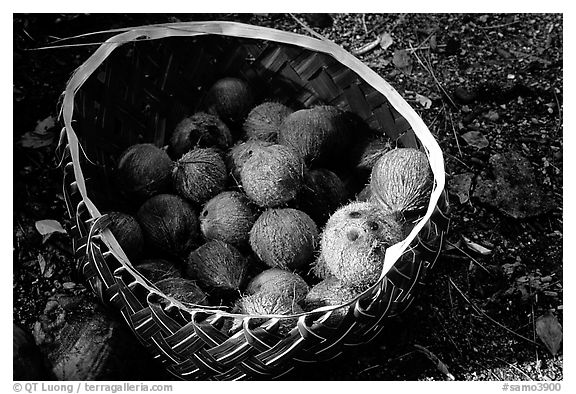 Coconuts contained in a basket made out of a single palm leaf. Tutuila, American Samoa