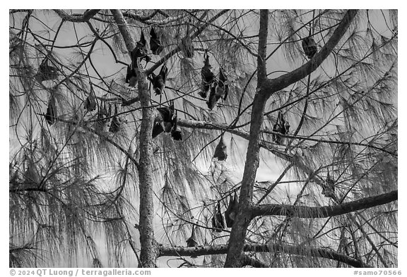 Fruit bats hanging in tree, Aua. Pago Pago, Tutuila, American Samoa (black and white)