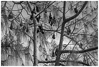 Fruit bats hanging in tree, Aua. Pago Pago, Tutuila, American Samoa ( black and white)