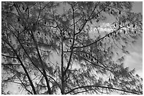 Fruit bat Tree, Aua. Pago Pago, Tutuila, American Samoa ( black and white)