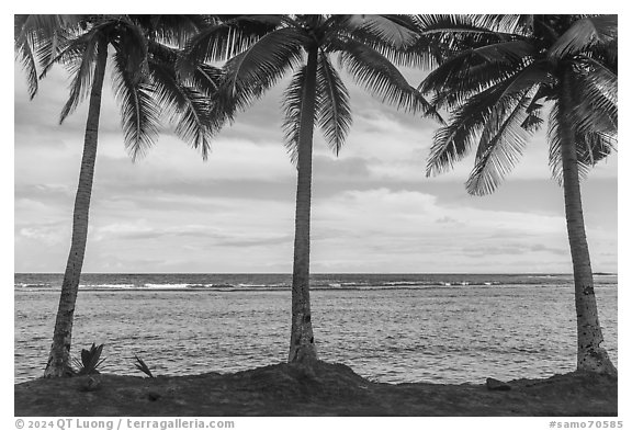 Blue rocks, palm trees, Fagaitua Bay. Tutuila, American Samoa (black and white)